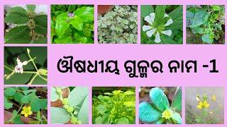 NAME OF 20 WILD  MEDICINAL PLANTS--1  Scientific Names Name in English and ODIAଔଷଧୀୟ ଗଛ ର ନାମ