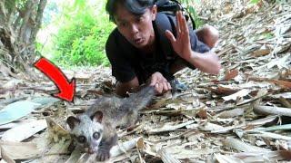 DAPAT ANAK MUSANG PANDAN DI HUTAN BAMBU