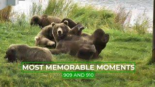 Sisters 909 & 910 Unique Relationship  Memorable Moments in Bear Cam History