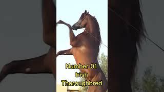 Top Ten Horses  breed worldwide view  View Horses  Terms Explained