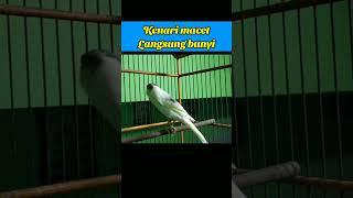 SEKALI DENGAR LANGSUNG NYAUT #videoshorts #kenarigacor #kicaugalaxy