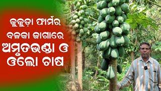 କୁକୁଡ଼ା ଫାର୍ମର ବଳକା ଜାଗାରେ ଅମୃତଭଣ୍ଡା ଓ ଓଲ ଚାଷ  Integrated farming in Odisha.