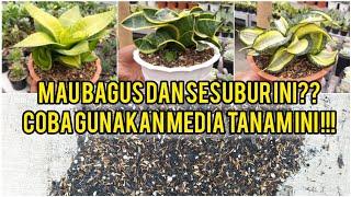 Coba gunakan media tanam ini jika ingin tanaman Sanse Trifas tumbuh subur@Keunikansansevieria