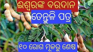 ତେନ୍ତୁଳି ପତ୍ରର ଉପକାରିତା। Tamarind leaves benefits in Odia 