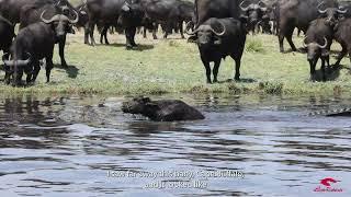 Baby buffalo fights hard but loses the battle to crocodiles in Chobe River Botswana