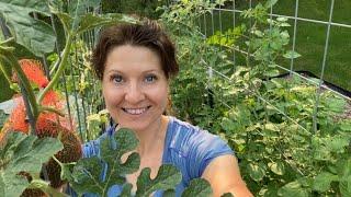 Growing Watermelon on Our Cattle Panel Trellis