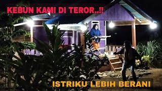 KEBUN KAMI DITEROR.. ISTRIKU LEBIH BERANI  MALAM YANG MENEGANGKAN BERSAMA ISTRI