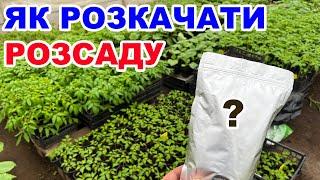 Чим підживити розсаду помідорів ? Перевірені способи 