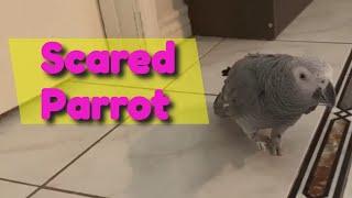 Training Scared Parrot   Parrot Training Rosie Steps up   Taming African grey parrot