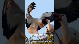 STORK the most beautiful Turkish bird #shorts