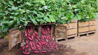 Its a pity that you dont know this method of growing sweet potatoes in pallets. Very many tubers