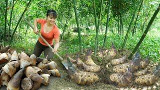 Harvesting Underground Bamboo Shoot Goes To Market Sell Animals Care  Phương Free Bushcraft