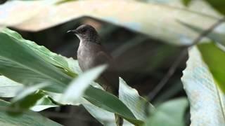 Olive-winged Bulbul.MOV