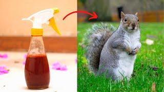 How To Get Rid Of Squirrel - Keep Ground Squirrels Away Naturally Out Of Attic Yard And Garden.