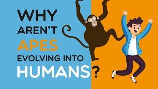 Why arent apes evolving into humans any more? - Myths of Human Evolution