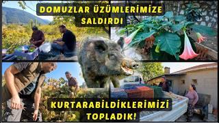 Domuzlar Üzümlerimize Saldırdı Kurtarabildiklerimizi Topladık Köyde Yaşam