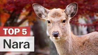 Top 5 Things to do in Nara  japan-guide.com