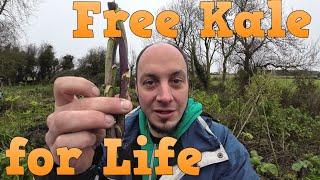 Free Kale Plants Forever   How to Start Cuttings