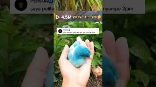 45 Views ayam warna warni  kalian cepat mati? tips memelihara ayam warna warni #ayamwarnawarni