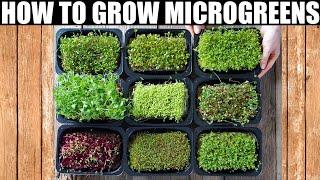 How To Grow Microgreens  Ready To Eat in 10 Days