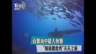 直擊海中最大魚類　「鯨鯊餵食秀」天天上演