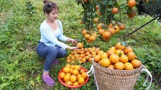 Harvest Orange Fruit Goes To Village Market Sell - Sell Pigs  My Bushcraft  Nhất