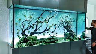 The Ultimate Angelfish Aquascape