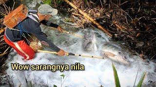 spot irigasi sarangnya ikan nila‼️nyetrum ikan dapat babon semua