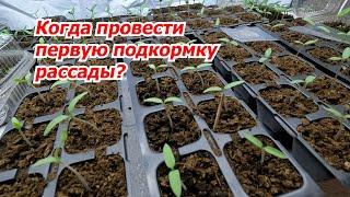 Первая подкормка рассады- когда её нужно провести?