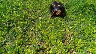 483. Tortoises Walking on Grass 2021-04-04