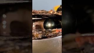 Big Black Pearl Is Extracted From This Oyster