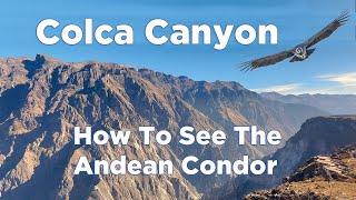 Colca Canyon in Peru 5 Tips For Spotting Andean Condors