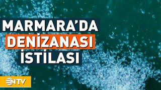 Marmara Denizinde Alarm Yüzlerce Metre Uzunluğunda Denizanası Sürüleri  NTV