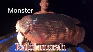 FISHING Camp 2 hari 2 malam Menyelam menembak ikan kaloi merah di sungai persalaman Kalimantan