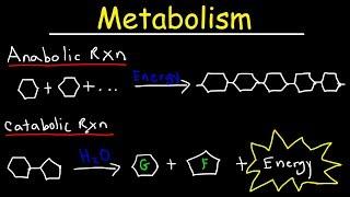 Metabolism Anabolism & Catabolism - Anabolic vs Catabolic Reactions