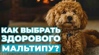 Мальтипу самая дорогая собака в России Обзор породы.