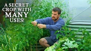 The Secret Crop in YOUR Garden & How to Use It