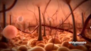 Where are Pain Receptors Located in the Human Body ?  HD