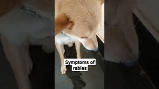 Symptoms of rabies in dogspls take care before it will be latedog rabiesdog biteattack shorts