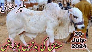 Malir Mandi Cattle Rates Update 30-July-2024  2025 Ka Mal Agya Malir Mandi Update Cow Mandi 2025