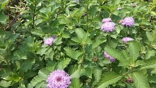 Hamparan Tanaman Hias Bunga Hebras Herbras Gerbera Jamessonii warna violet di depan rumah