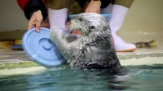 Sea Otter at Toba Aquarium - 943077