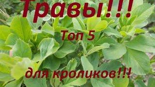 Какие травы любят кролики ???  Мой рейтинг ТОП5 луговых трав для кроликов