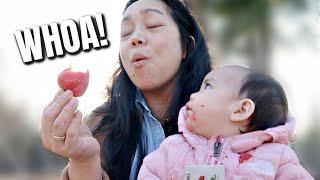 Miracle Berries Taste Test - @itsJudysLife