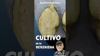 BERENJENA RECOLECCIÓN aprende a cultivar #short