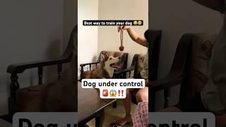 Easiest way to train your dog‼️ #husky #dogtrainingtips #funnyshorts