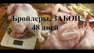 Бройлеры забой 48 дней