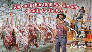 Meriah Ibadah KORBAN di Ladang Lembu & Kambing Terbesar di Malaysia  Colla Cattle Farm