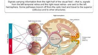 Perception  3.1 Eye to brain