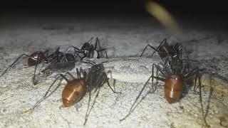 Dinomyrmex gigas - Giant Ants Eating A Gecko